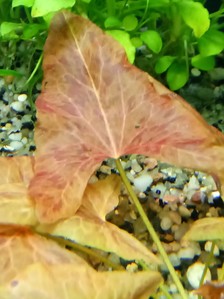 Nymphaea sp. "Red Dwarf" Tapajos