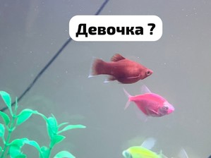 Мой первый аквариум