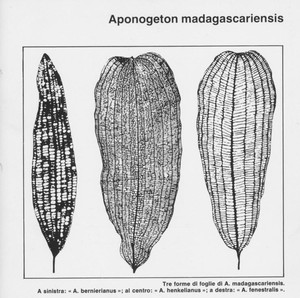 Мадагаскарский апоногетон