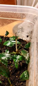 Cryptocoryne striolata (Криптокорина стриолата)