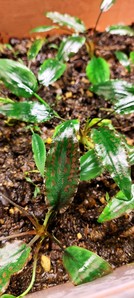 Cryptocoryne striolata (Криптокорина стриолата)