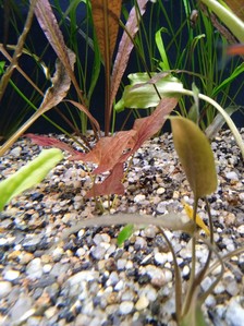 Nymphaea sp. "Red Dwarf" Tapajos