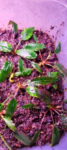 Cryptocoryne striolata (Криптокорина стриолата)