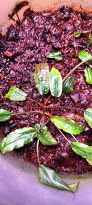 Cryptocoryne striolata (Криптокорина стриолата)