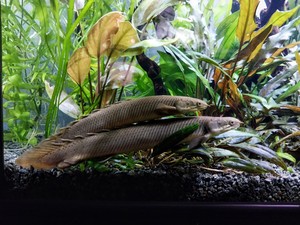 Перо орла и чешуя питона (многопёр сенегальский polypterus senegalus)