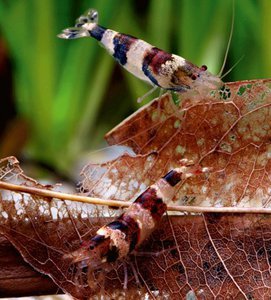 Crystal Shrimp brown