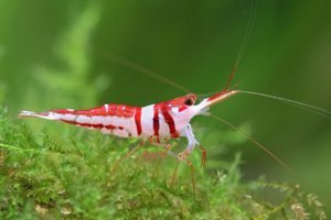 harlequin shrimp sulawesi