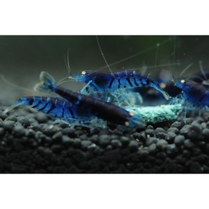 blue tiger shrimp