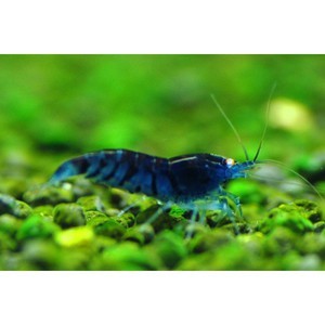 blue tiger shrimp