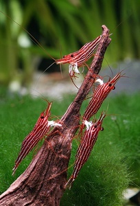 Caridina striata