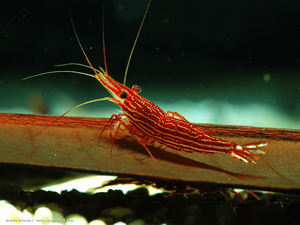 Caridina striata