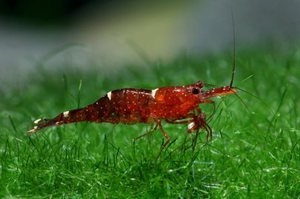 Orange Delight Shrimp