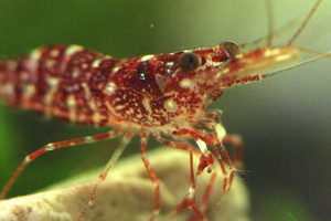 Caridina glaubrechti