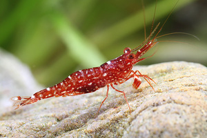 Caridina glaubrechti