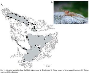 caridina lanceolata