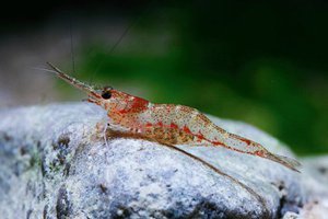 caridina lanceolata