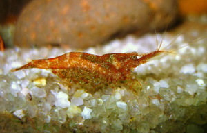 caridina lanceolata