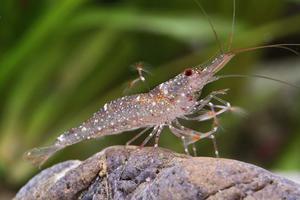 Caridina Longidigita