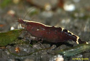 Caridina babaulti