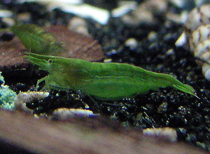 Caridina babaulti