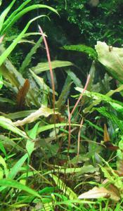 Cryptocoryne