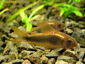 Corydoras aeneus. Сомик золотистый