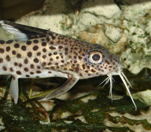 Synodontis multipunktatus