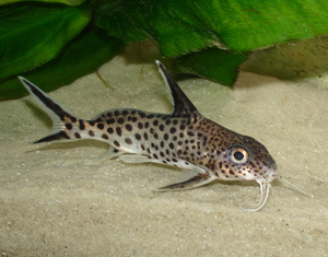 Synodontis multipunktatus.