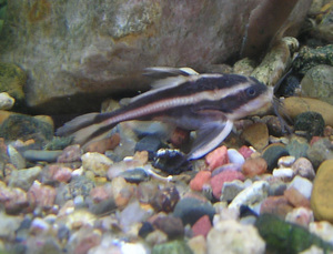 Platydoras costatus