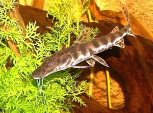 Pseudoplatistoma