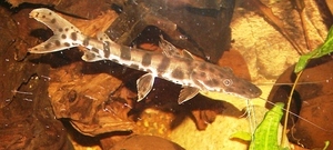 Pseudoplatistoma