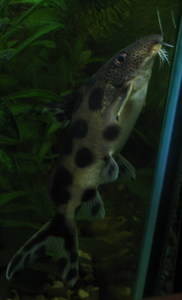 Synodontis Decorus Boulenger