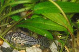 Corydoras julii? 1