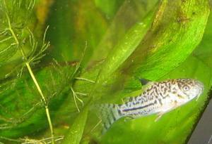 Corydoras julii? 2