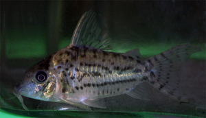 Предположительно Corydoras schwartzi