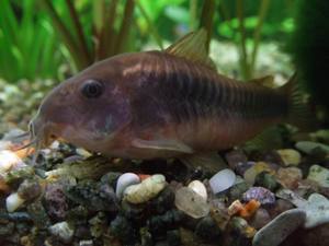 Коридорас Corydoras aeneus