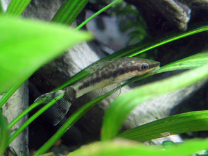 Otocinclus cf.macrospilus