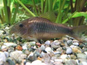 Corydoras