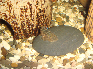 Gastromyzon ocellatus