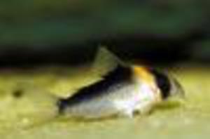 Corydoras duplicareus