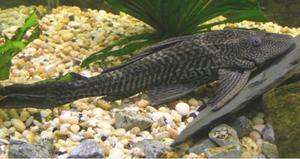 Pleco