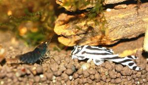 Hypancistrus zebra - L-046 и tiger shrimp