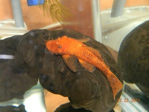 ancistrus sp. Super red