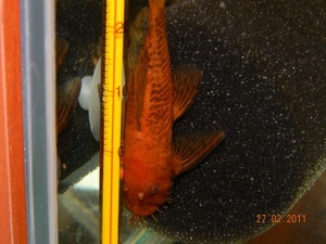 ancistrus sp. Super red