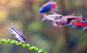 Corydoras Pygmaeus