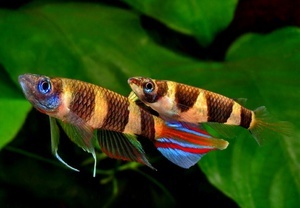 Epiplatys annulatus