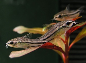 Corydoras pygmeaus