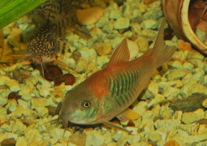 C.Venezuelus