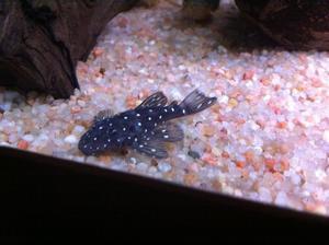 Ancistrus Brilliant Bristlenose Pleco, L184