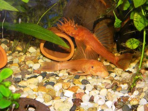 ancistrus sp. Super red